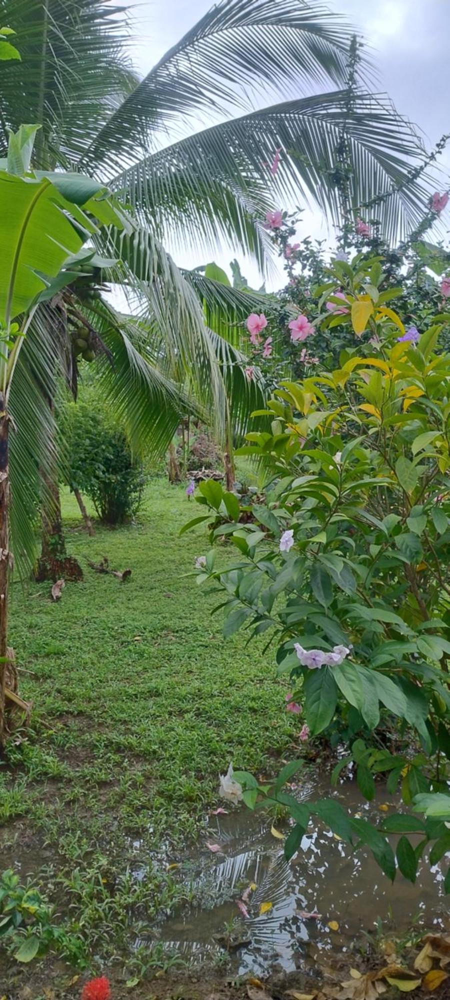 Cabinas Los Tucanes Cahuita Esterno foto