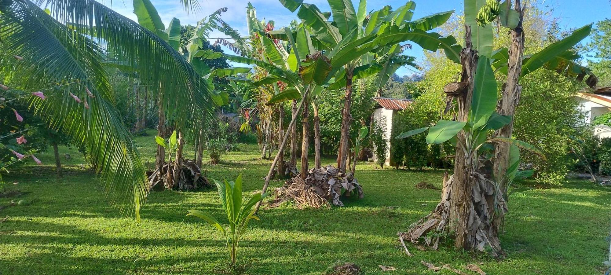 Cabinas Los Tucanes Cahuita Esterno foto